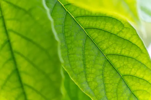 Produtos 100% naturais