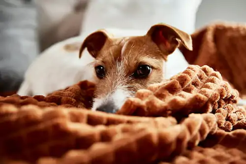 Produtos não testados em animais